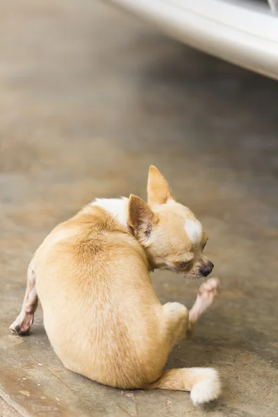 Chihuahua cão — Fotografia de Stock