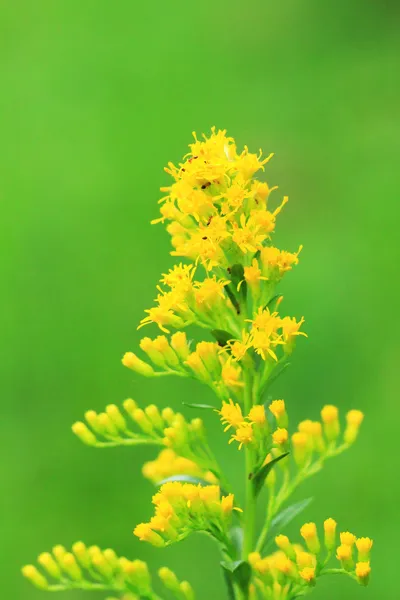 Solen hampa — Stockfoto