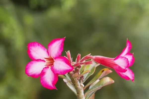 Desert Rose — Stock Photo, Image