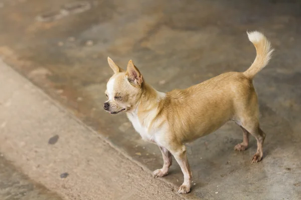 Chihuahua Dog — Stock Photo, Image