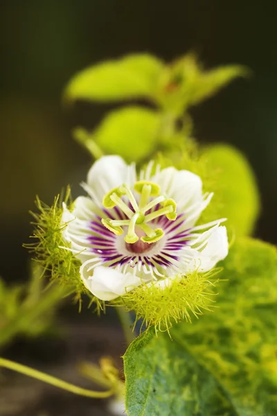 Wild Passionflower — Stock Photo, Image