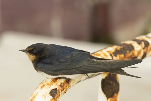 Kırlangıç kuşu — Stok fotoğraf