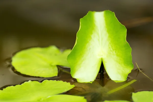 Leaf Of Water Lily — Stock Photo, Image