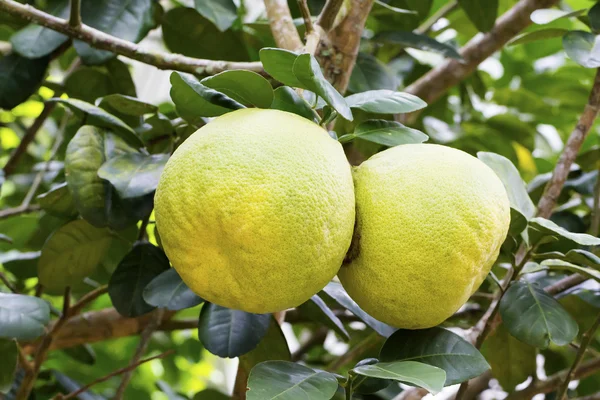 Pomelo vruchten — Stockfoto