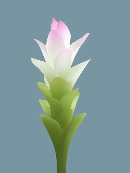 Flor de cúrcuma — Vector de stock