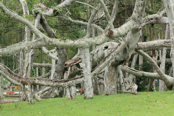 Árvore Banyan — Fotografia de Stock