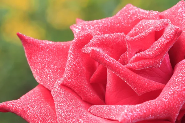 Red Rose — Stock Photo, Image