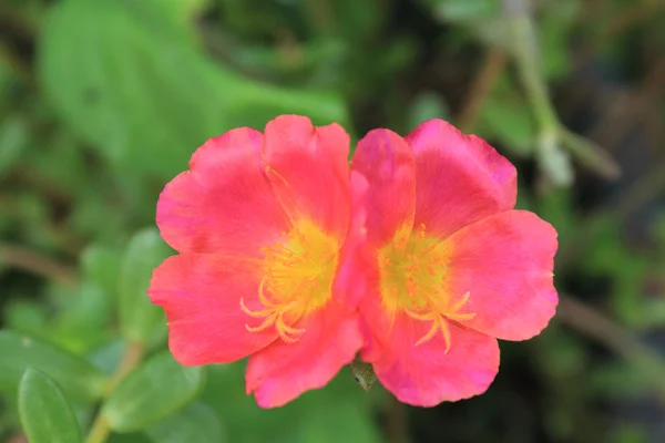 Common Purslane — Stock Photo, Image