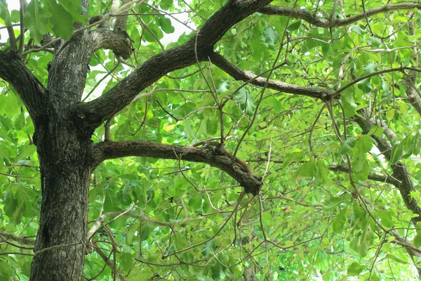 Ardilla gris en el árbol —  Fotos de Stock