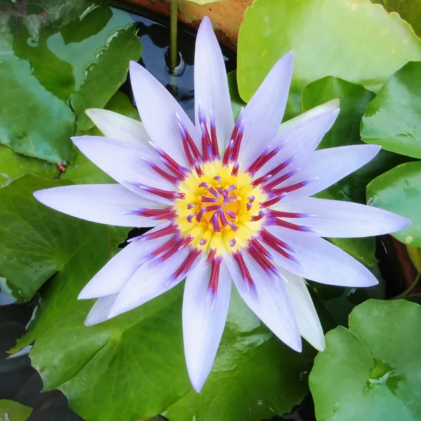 Lotus Flower — Stock Photo, Image