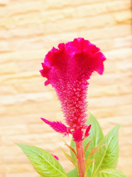 羽毛のある鶏頭花 — ストック写真