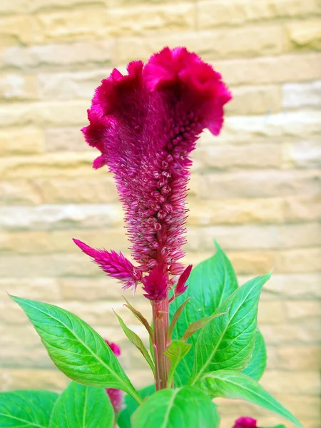 Gepluimde cockscomb bloem — Stockfoto