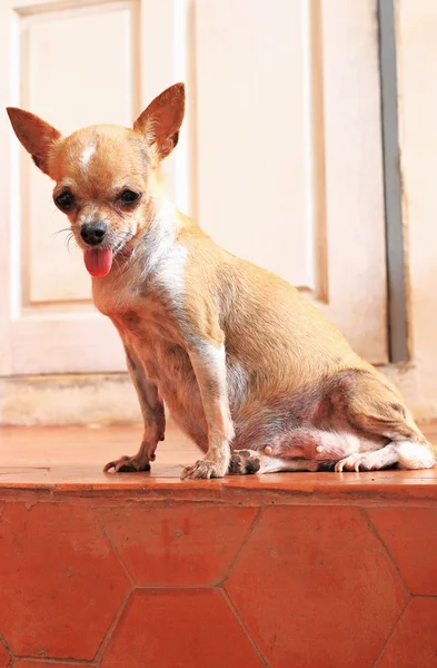 Pregnant Dog — Stock Photo, Image