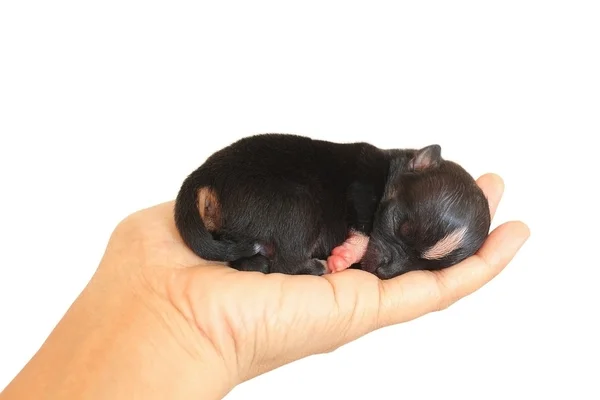 Pequeno recém-nascido na mão humana — Fotografia de Stock