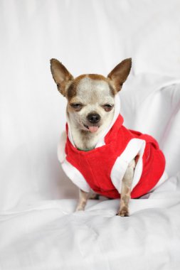Chihuahua