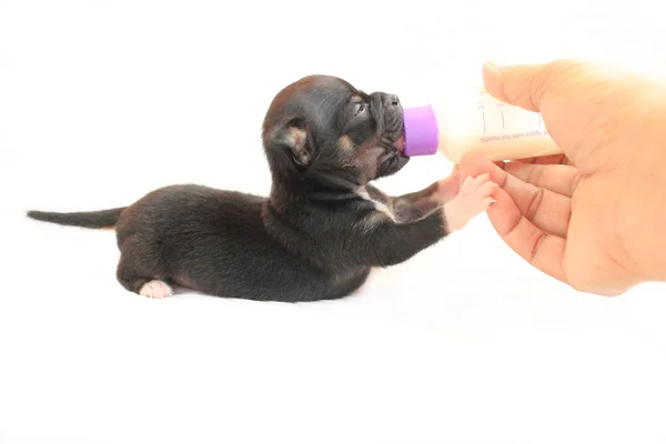 Alimentação Chihuahua Filhote de cachorro — Fotografia de Stock