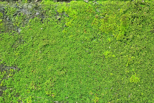 Tijolo da parede velha com musgo — Fotografia de Stock