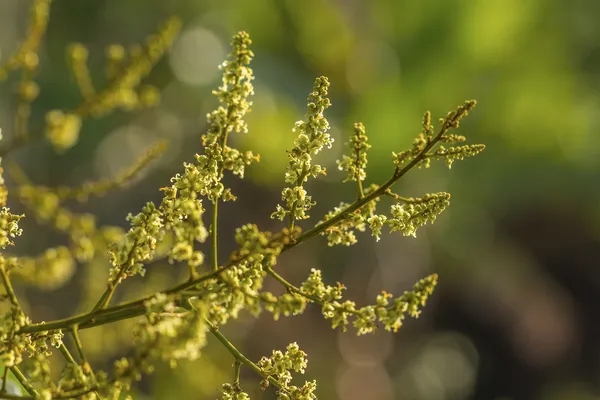 Mango blomma — Stockfoto