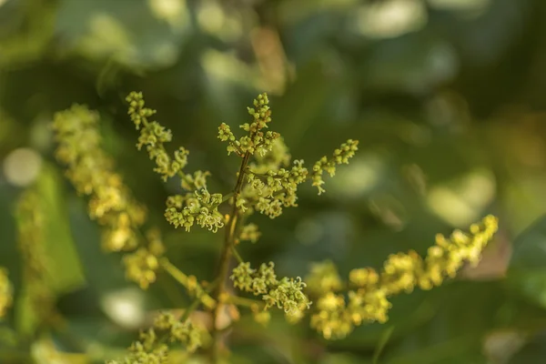 Mango blomma — Stockfoto