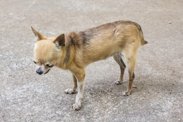 Chihuahua in piedi — Foto Stock