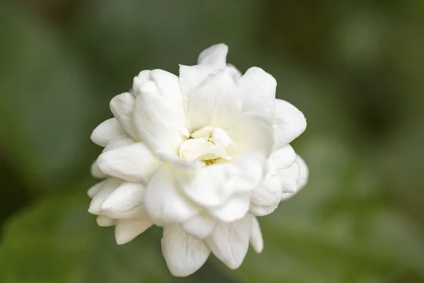 Arabian jasmine — Stock Photo, Image