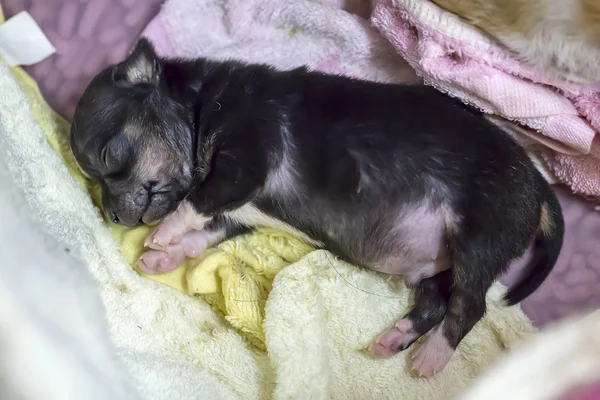 Chihuahua cachorro duerme — Foto de Stock