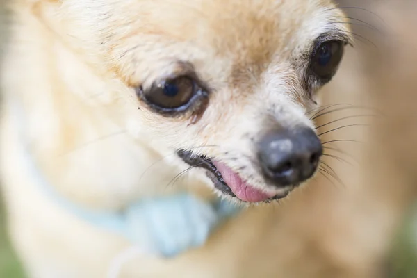 Chihuahua resmi kapat — Stok fotoğraf