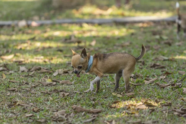 Chihuahua çim — Stok fotoğraf