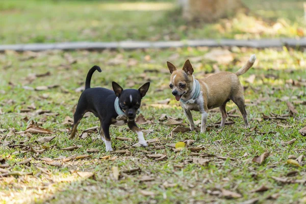 Chihuahua op het gras — Stockfoto
