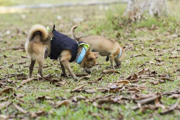 Chihuahua çim — Stok fotoğraf