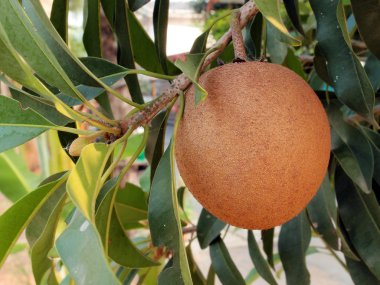 Sapodilla