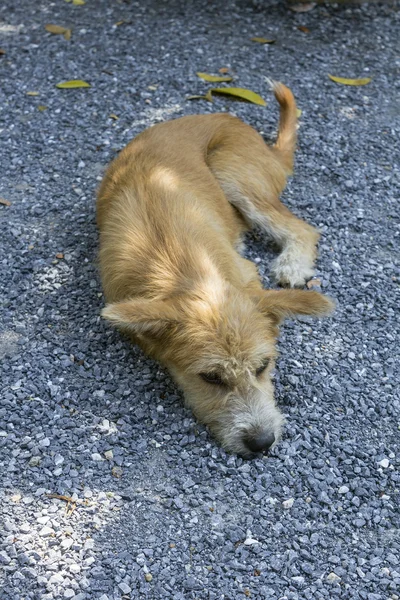 Hond rusten — Stockfoto