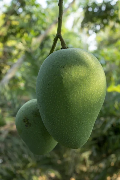 Mangofrucht — Stockfoto