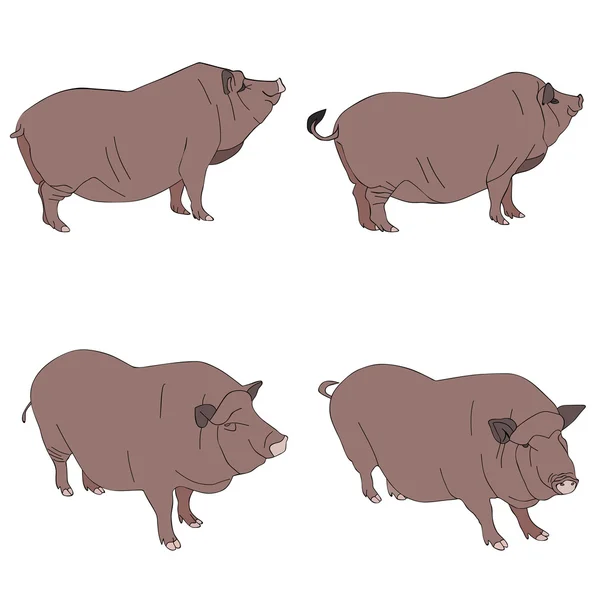 Porcs — Image vectorielle