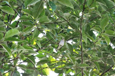 Old world flycatcher bird raining day