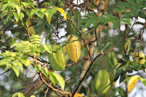 Starfruit Averrhoa Carambola Growing Tree Thailand — Stockfoto