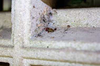 Female Wood Tick (Dermacentor variabilis) laying her eggs