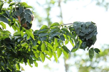 Red ants nest in leaves