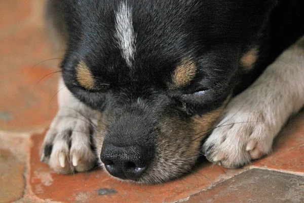 Cute Small Short Haired Tricolor Chihuahua Dog Resting Floor — Fotografia de Stock