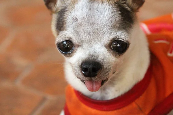 Small White Short Hair Female Chihuahua Dog — Fotografia de Stock