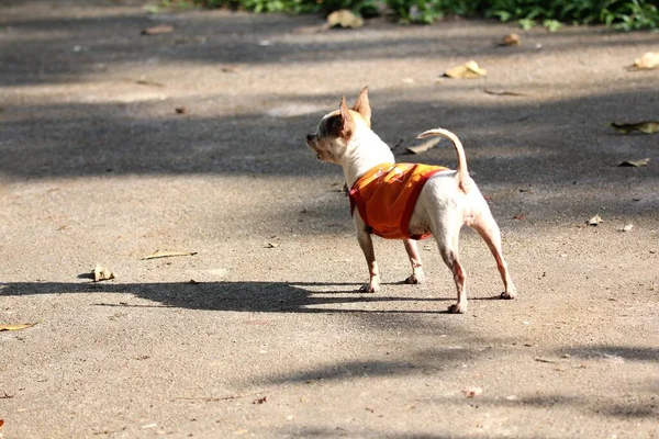 Small White Short Hair Female Chihuahua Dog Bark — Stockfoto