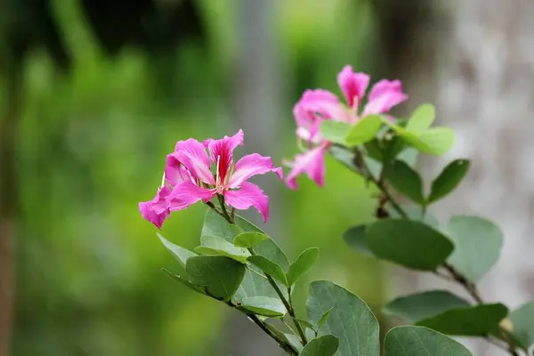 Catharanthus Roseus Don Bloem Boom Tropische Tuin — Stockfoto