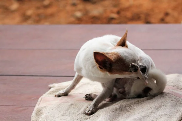 Small White Short Hair Female Chihuahua Dog Scratching Tail — Stok fotoğraf