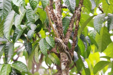 Menetes berdmorei sincabı tropik bahçedeki Lansium parazit ağacı üzerinde