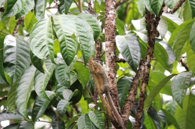 Menetes berdmorei sincabı tropik bahçedeki Lansium parazit ağacı üzerinde