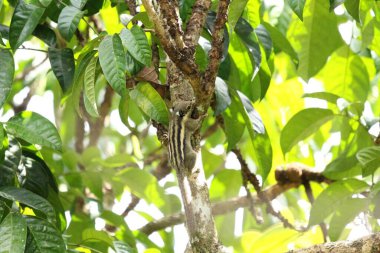 Menetes berdmorei sincabı tropik bahçedeki Lansium parazit ağacı üzerinde