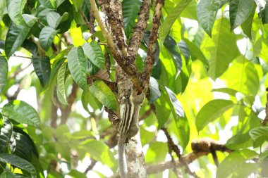 Menetes berdmorei sincabı tropik bahçedeki Lansium parazit ağacı üzerinde
