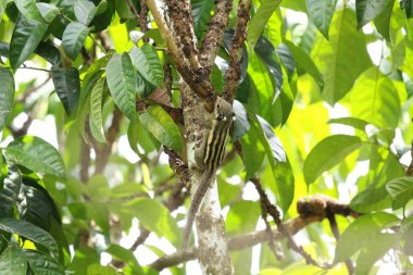 Menetes berdmorei sincabı tropik bahçedeki Lansium parazit ağacı üzerinde