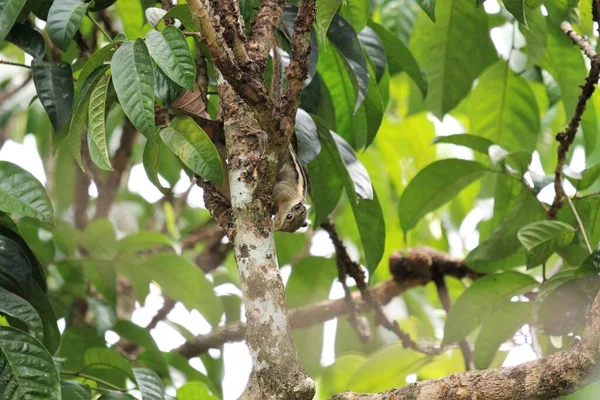 Menetes Berdmorei Wiewiórka Lansium Parasiticum Drzewa Tropikalnym Ogrodzie — Zdjęcie stockowe
