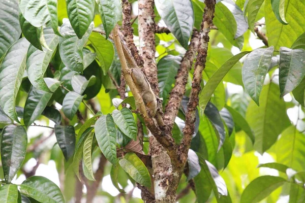 Menetes Berdmorei Squirrel Lansium Parasiticum Tree Tropical Garden — 스톡 사진